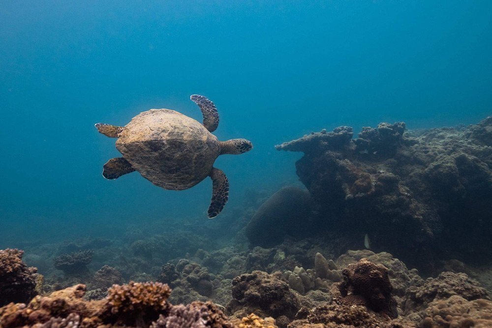 sea turtles visit Nakalay reef to hide from human activity