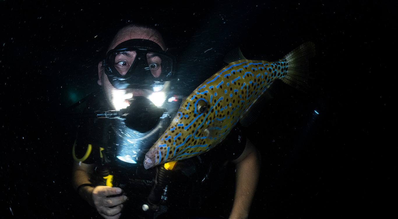 Night divers encounter wide array of nocturnal species