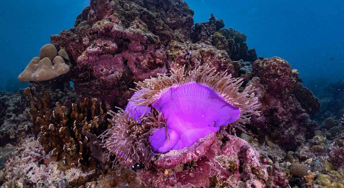 Nakalay beach houses wide variety of clownfish and sea anemone
