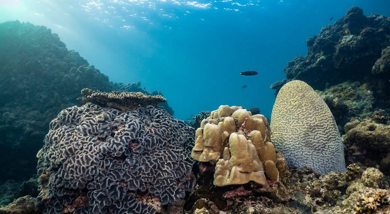 Abundant of giant brain corals at Nakalay house reef