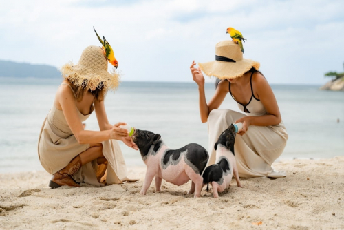 Beach Petting Zoo in Phuket